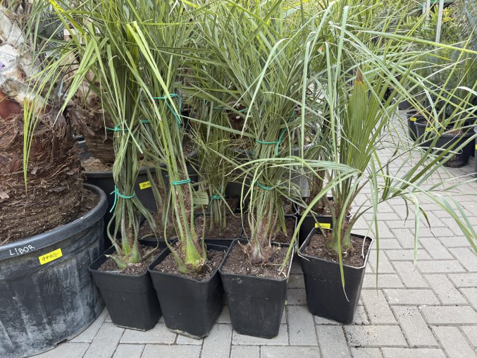 Butia capitata 80 cm