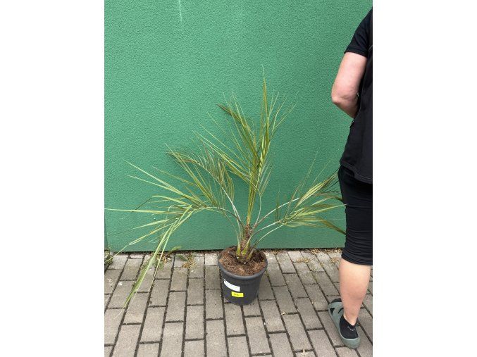 Butia capitata 80 cm