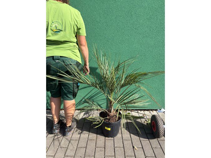 Butia capitata 100 cm