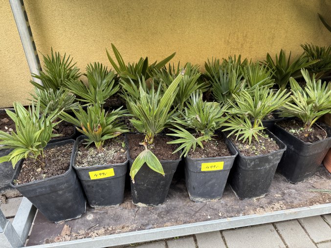 Chamaerops humilis vulcano  30 cm