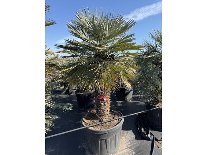 Chamaerops humilis Cerifera, Modrá trpasličí palma 240 cm