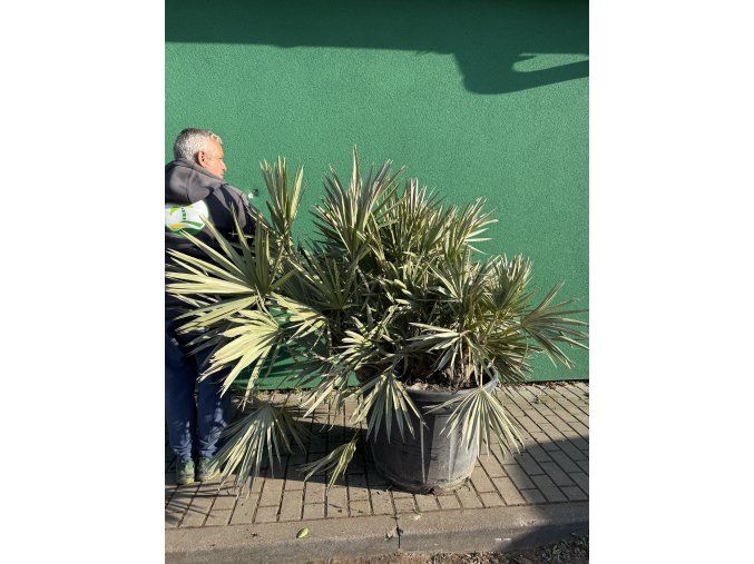 serenoa repens 160 cm