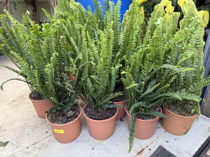 Nephrolepis Cordata - Ledviník