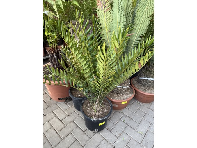 Encephalartos ferox 80 cm