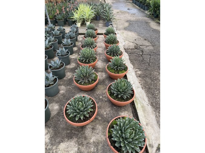 AGAVE VICTORIA REGINAE 35cm