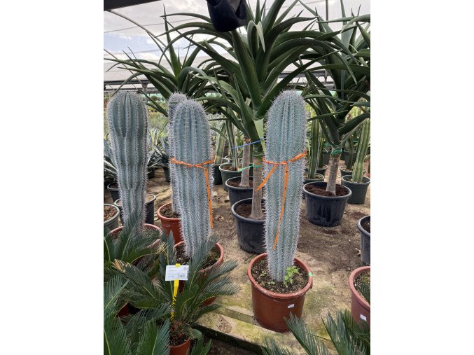 pachycereus pringlei 125 cm