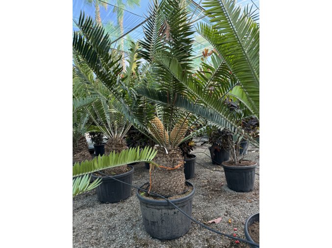 Encephalartos altenteinii