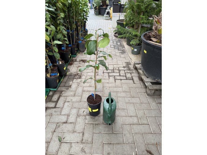 Citroník eureka 110 cm