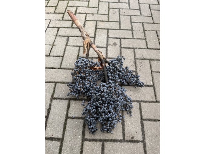 Trachycarpus fortunei célé květenství