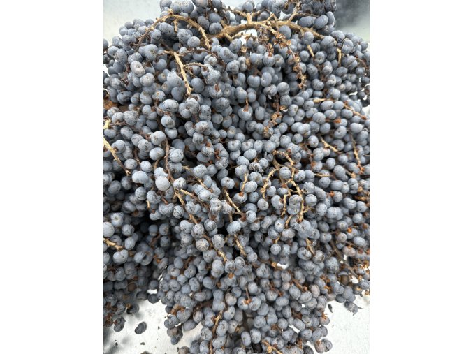 Trachycarpus fortunei semínka - 500 ks