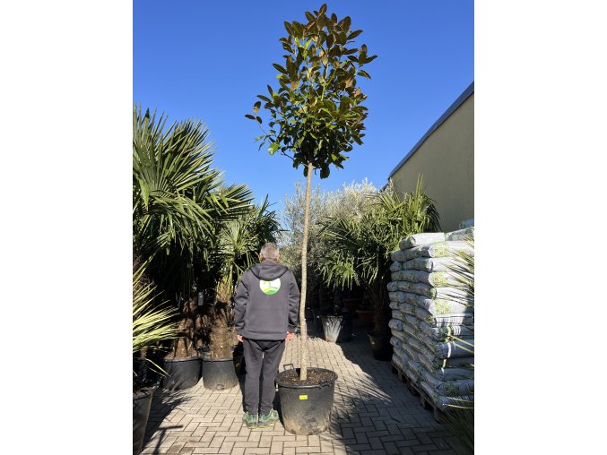 Magnolie grandiflora  400 cm