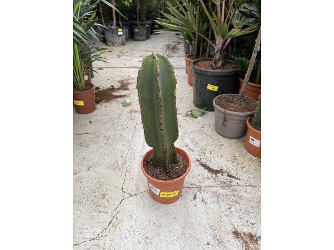 EUPHORBIA INGENS 50 cm