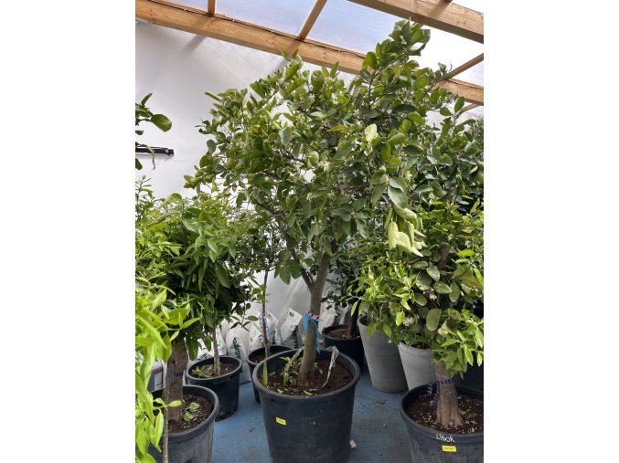 citrus hystrix 220 cm
