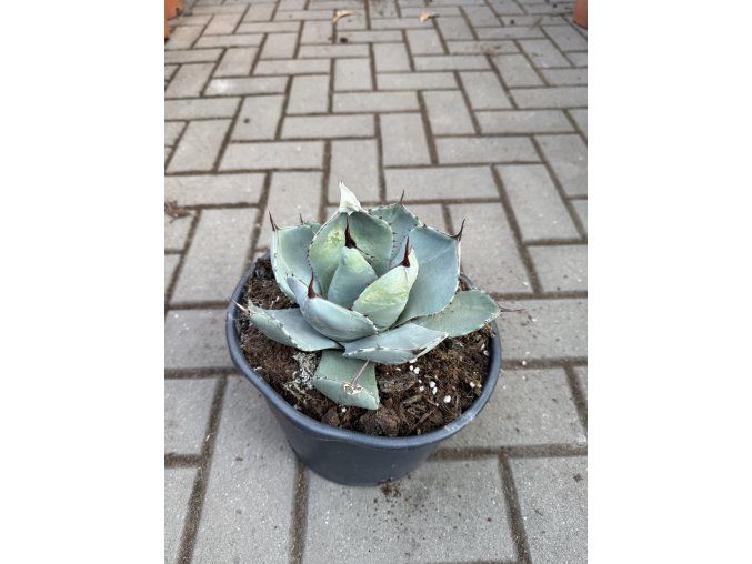agave truncata 20 cm