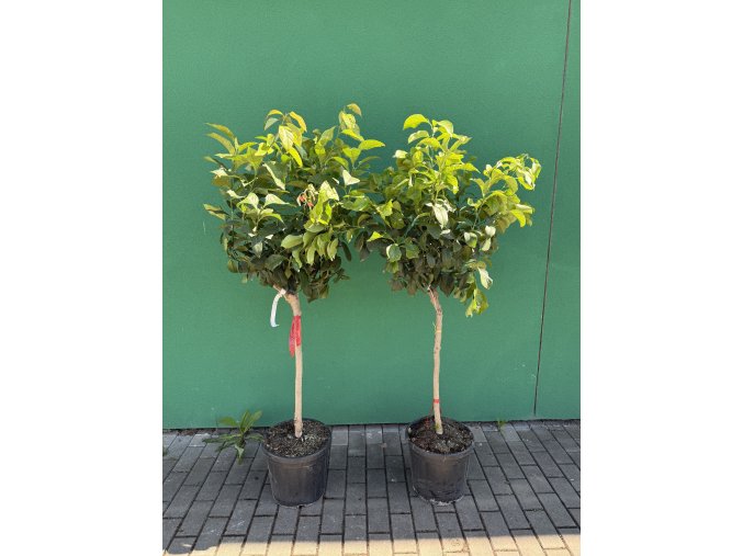 Citroník 150 cm