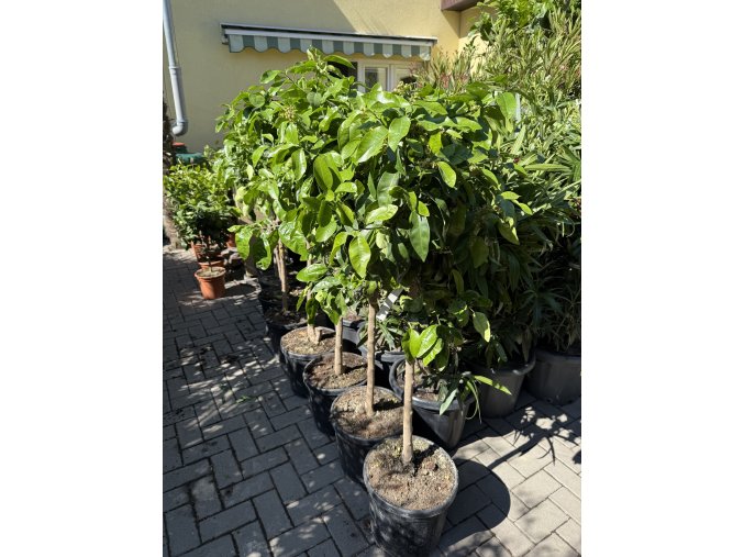 Grepovník , citrus paradisi. 150 cm