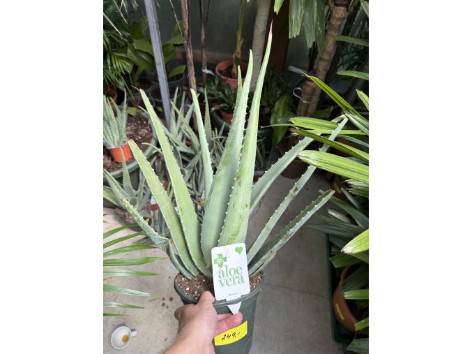 Aloe vera 40 cm
