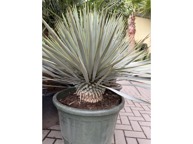 Hybrid Yucca rostrata X Yucca Rigida