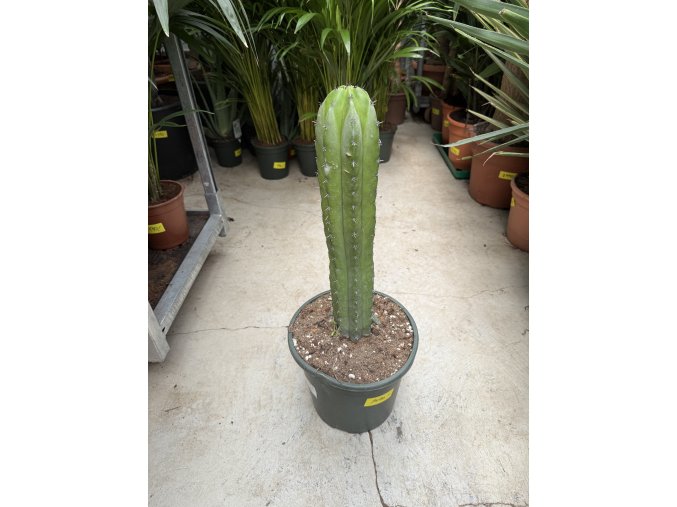 Trichocereus macrogonus