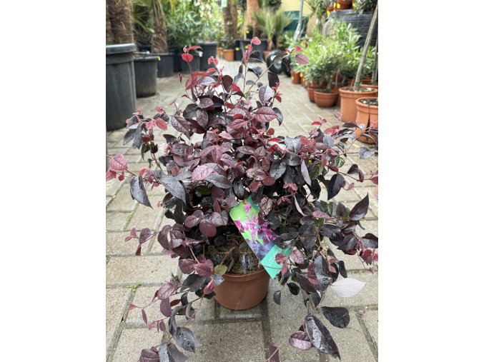 Loropetalum chinense 40 cm
