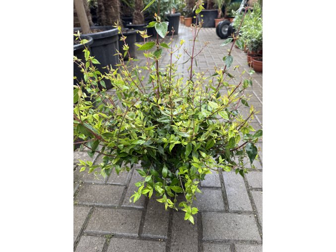 Abelia x Grandiflora 40 cm