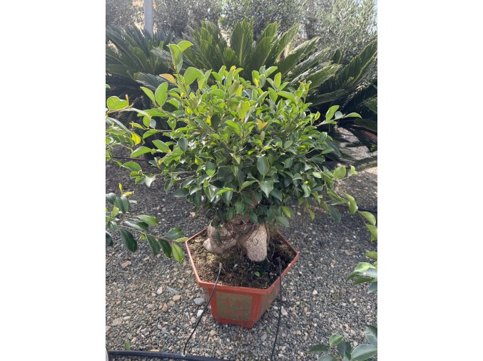 Ficus Benjamina, keramický květináč