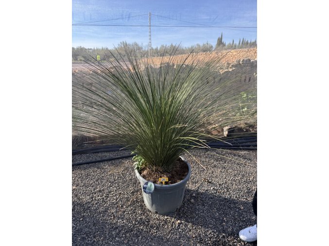 Dasylirium Longissimum 100 cm