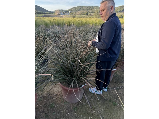 hesperaloe parviflora, -22°C premium