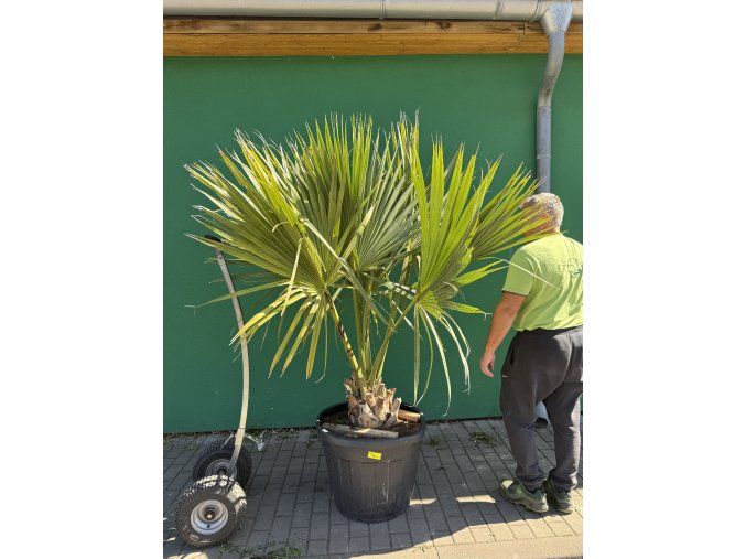 Sabal Maritima 180 cm