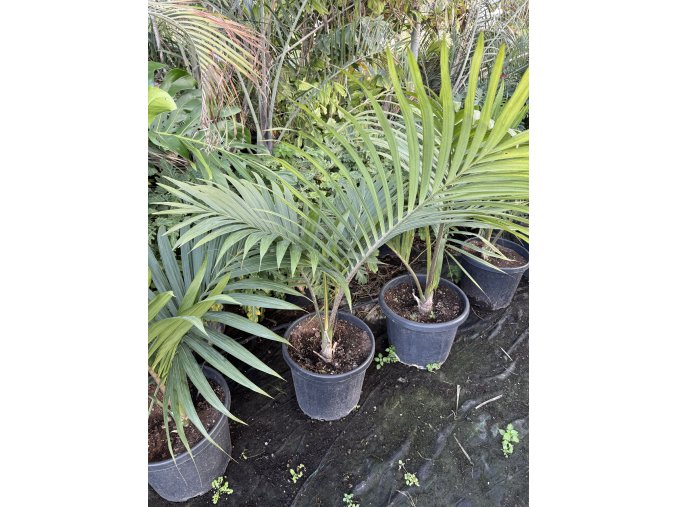 Kentiopsis Oliviformis