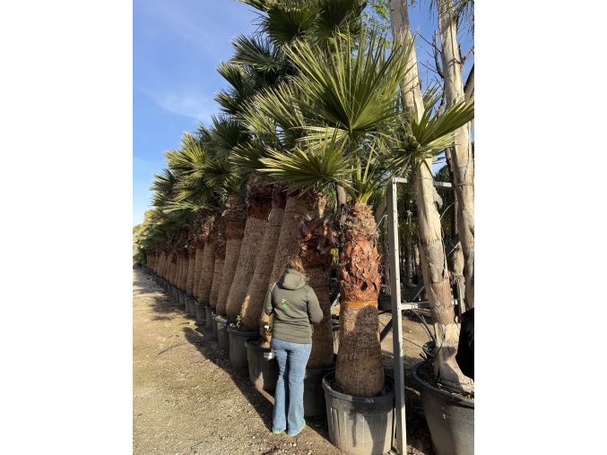 Washingtonia filifera 300 cm