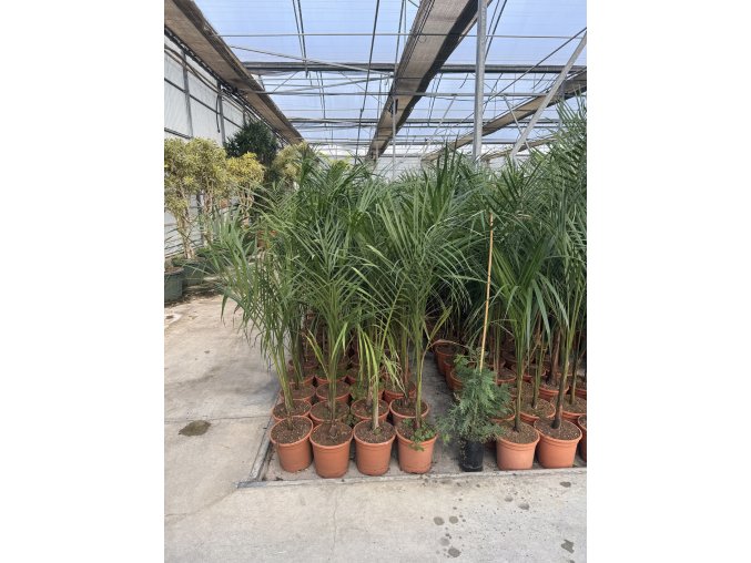 Roystonea Regia 150 cm