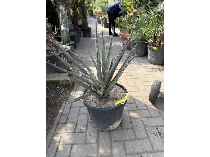 Yucca Bacata 80 cm