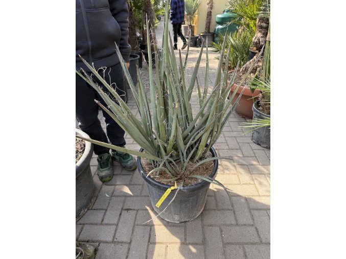 Yucca bacata 100 cm