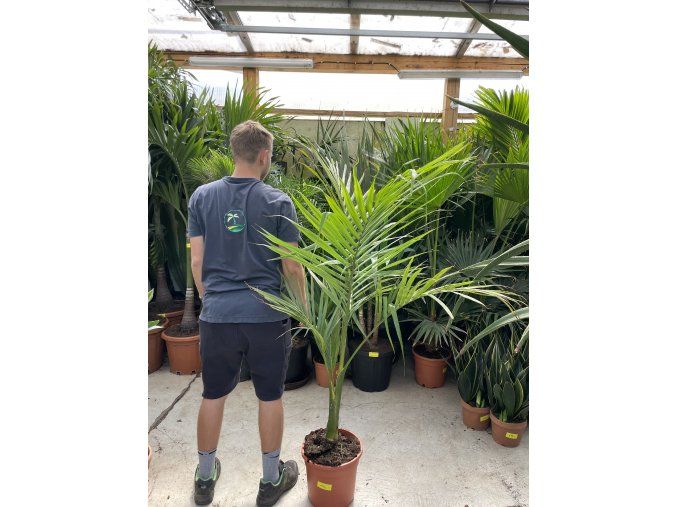 Archontophoenix alexandrae, 160 cm
