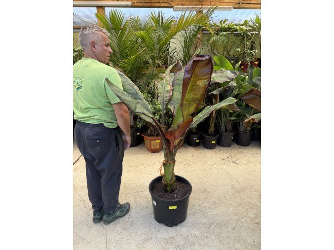 Musa Maurellii 150 cm