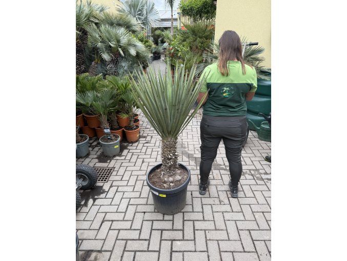 Yucca schottii
