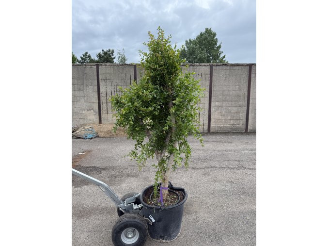 Punica granatum, granátové jablko 190 cm