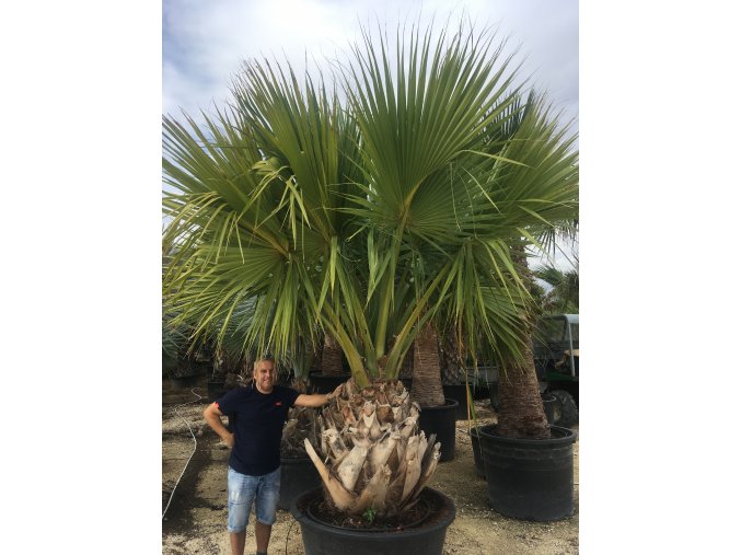 Sabal palmetto, Palmetto palma, původ palmy Španělsko. 300 cm