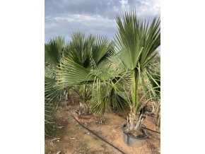 Sabal palmetto 240 cm