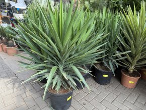 Yucca Elephantipes 100 cm