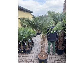 Trachycarpus fortunei, Výška 200 cm, kmen 70  cm