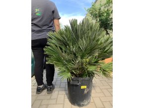 Chamaerops humilis vulcano, 120 cm