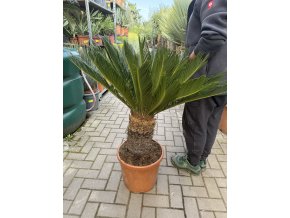 Cycas revoluta 100 cm