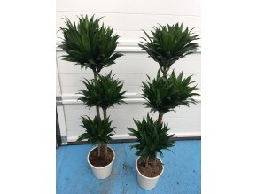 Dracaena Compacta, dracena, původ rostliny Španělsko. 125 cm