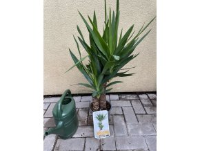 Yucca elegans 2 kmeny, juka, původ rostliny Španělsko. 100 cm