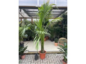 Howea Forsteriana 250 cm