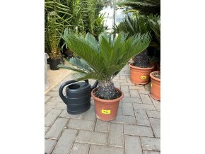 Cycas revoluta 70 cm