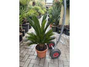 Cycas revoluta 75 cm