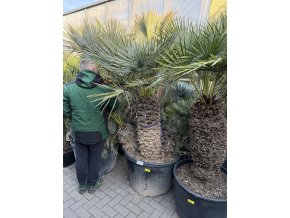 Chamaerops humilis Cerifera, Modrá trpasličí palma 170cm